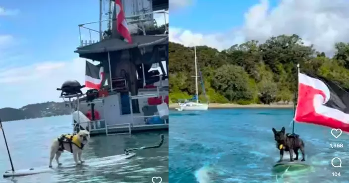 法鬥帶「新手學妹」現身海灘挑戰衝浪 兩毛孩穩站衝浪板上逐浪前行驚艷全場