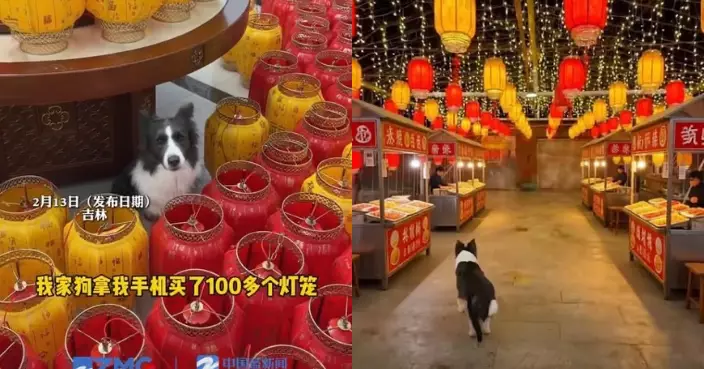 吉林女稱邊牧誤觸手機網購逾百燈籠 收貨始知真相 家如「大唐不夜城」