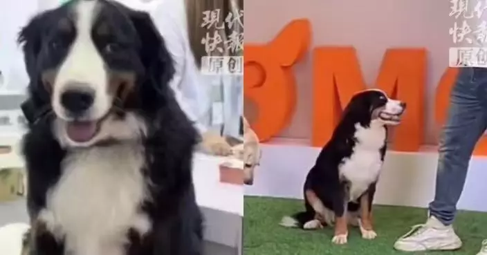 伯恩山犬參加寵物活動走失近3周 惠州公司68萬重金懸賞盼尋回：不只是寵物