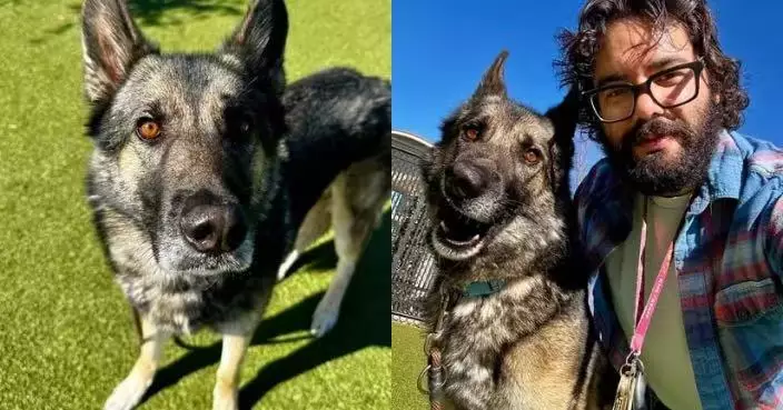 外表高大卻極度怕人 美收容所狼犬見人即蜷縮成一團勁惹憐