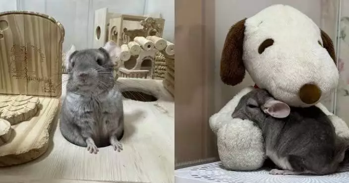 將史努比公仔視為「好友」 龍貓每晚依偎其懷中熟睡 療癒畫面曝光！