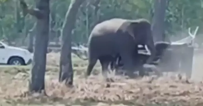 疑受催促情緒失控 泰19歲雄象交配時發狂襲擊飼主致肺部破裂