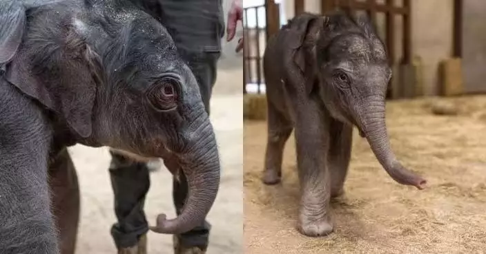美動物園時隔25年首迎亞洲象BB 瀕危族群注入新希望