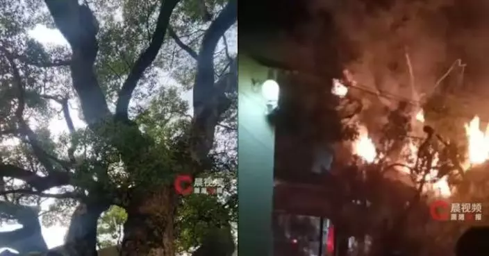 湖南1200年古樟樹遭爆竹引燃燒足7個鐘 專家鑑定：未「燒死」可搶救