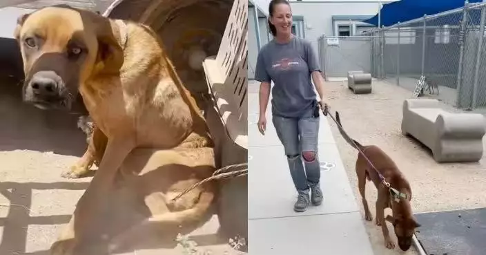 被綁荒野廢車旁逾1個月瘦成「皮包骨」 狗狗奇蹟獲救後被收容所職員收養