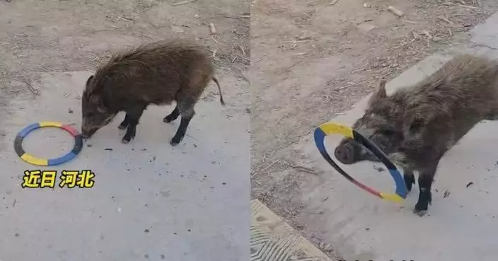 技能改變命運！河北男買豬過年加餐 教豬仔學會1技能決定不殺當寵物