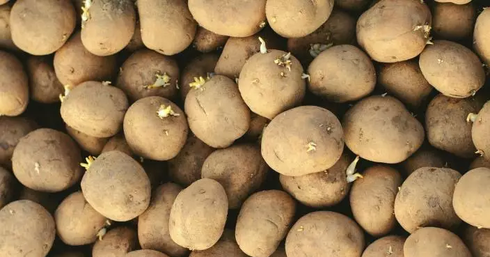 營養師警告發芽薯仔含劇毒 削掉煮熟都難消除 6類食物發芽也能吃