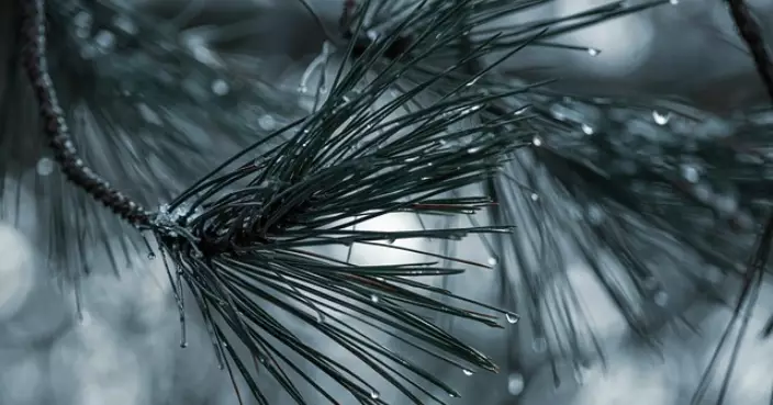 節氣養生 | 雨水濕氣漸盛易困脾胃 湯水食療助健脾祛濕養胃迎春天