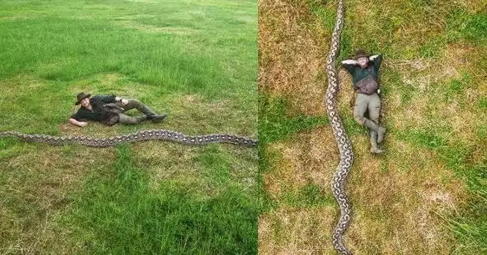 7.22米雌性網紋蟒現蹤印尼 獲健力士認證為史上「最長野生蛇類」