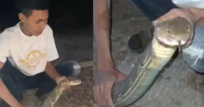 4.2米長眼鏡蛇闖民居雞舍 泰救援人員花逾10分鐘捕獲後野放