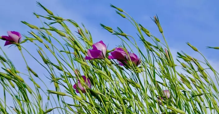 春風拂面暗藏風邪？中醫教按揉穴位祛風通絡預防面癱