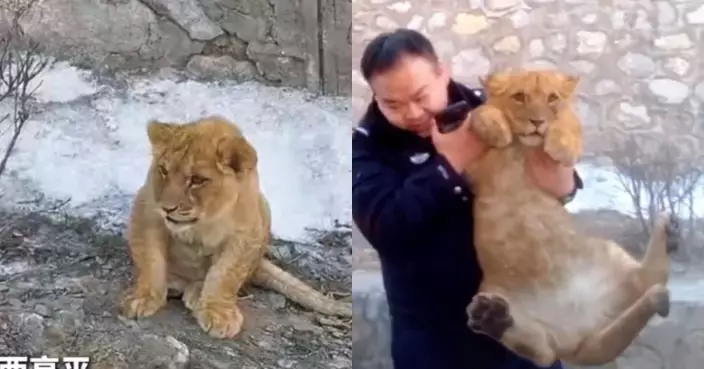 非洲幼獅驚現山西高速路旁 警方救助揭野生動物馴養公司運輸疏忽遺失