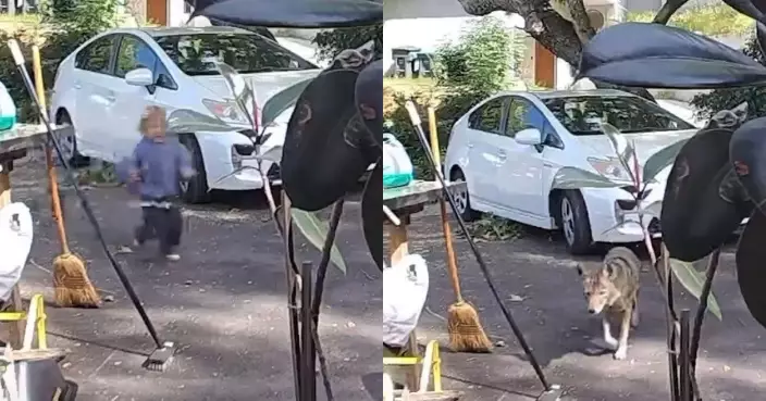 加州住宅區驚現郊狼 3歲男童家前遭追逐狂奔逃命 驚險畫面曝光