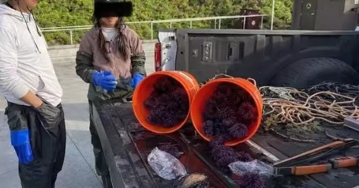 潮間帶盜捕瀕危鮑魚塞褲內被拍下 美國女遭截查面臨天價罰款