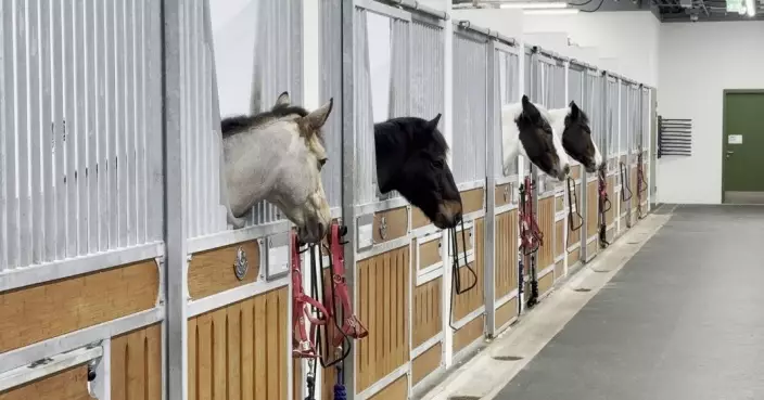 馬年將至 賽馬會3間公眾騎術學校提供參觀或騎術課程