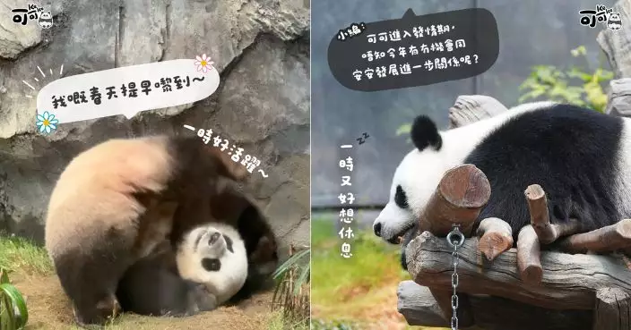 可可進入發情高峰期 四川奇珍館暫時關閉 樂樂景區相應延長開放至下午6時