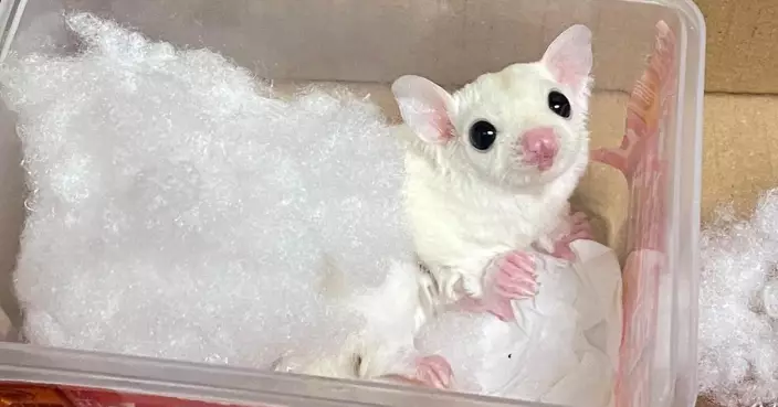 落馬洲17歲男旅客涉手提袋藏7隻蜜袋鼯及老鼠等入境被捕