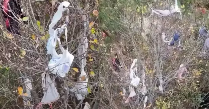 八鄉路旁大樹掛滿Bra引熱議 網笑：林村許願樹d Fd？唔拋寶牒拋Bra