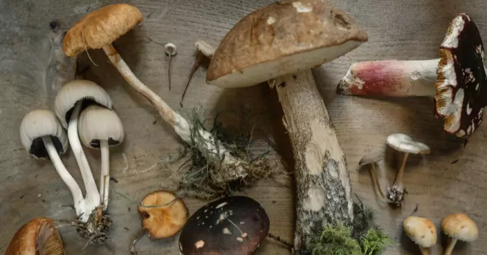 真菌也能儲存資料！美研究揭香菇竟可導電、記憶電信號