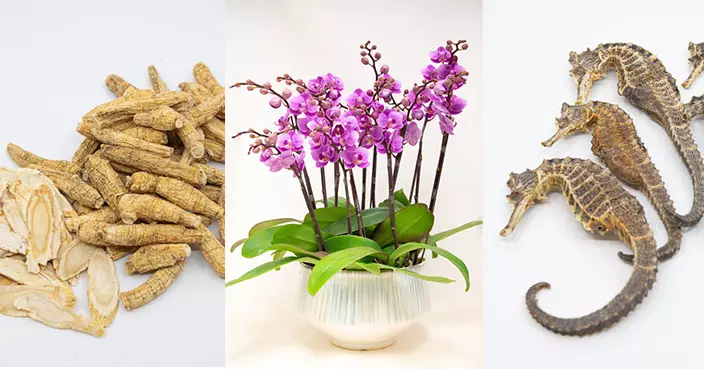 漁護署籲市民勿攜帶或網購蘭花、花旗參、乾海馬等瀕危物種入境 違例最高罰一千萬囚十年