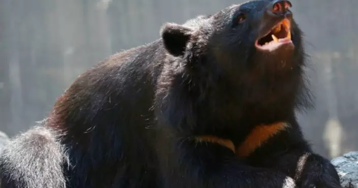 已經結束冬眠了？日本福島驚現熊蹤　躺民宅嚇壞獨居男