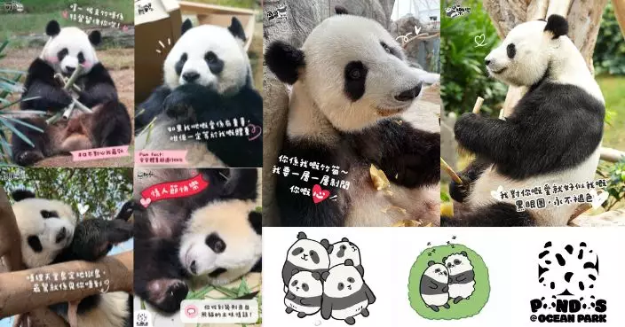 大熊貓6寶情人節浪漫表白 「我對你嘅愛就好似我嘅黑眼圈，永不褪色」冧爆全場