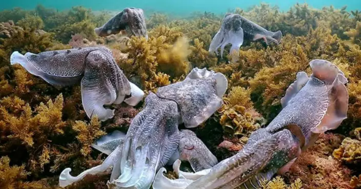 海洋攝影賽揭海底情慾世界 有爭女大戰 亦有繾綣擁抱