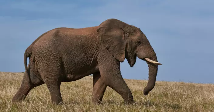 一針見效管七年？ 泰國為野象避孕 減慢增速緩解衝突