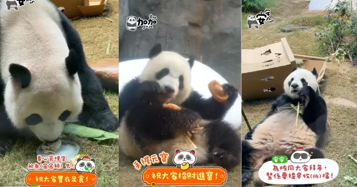 大年初一六寶齊嘆過年食品   新年盛宴款待熊貓過豐年