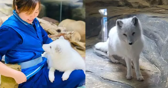 海洋公園最後北極狐「小高」離世 生在香港陪伴港人11年 市民不捨聲中祝願自由自在