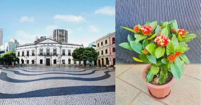 澳門政府善用綠化資源 節後裝飾花卉送贈公眾