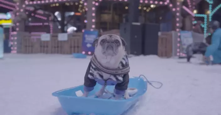 內地攜寵旅遊爆火 7成主人願帶毛孩同遊