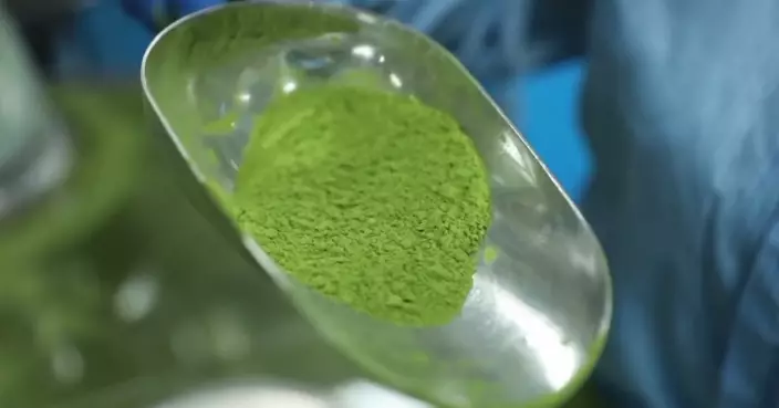 日本抹茶來自貴州？貴州抹茶年產4000噸目標破萬 抹茶產業助農民脫貧