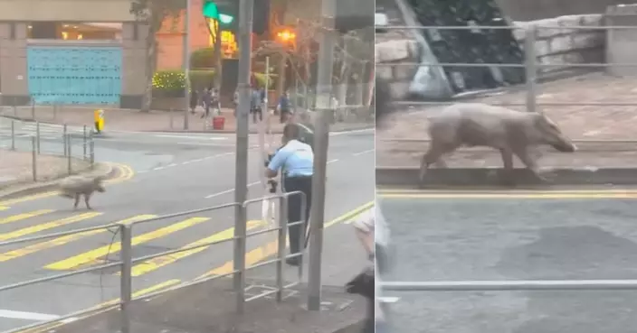 野豬馬鞍山烏溪沙站一帶出沒傷3人 警察記者街頭齊「追捕」