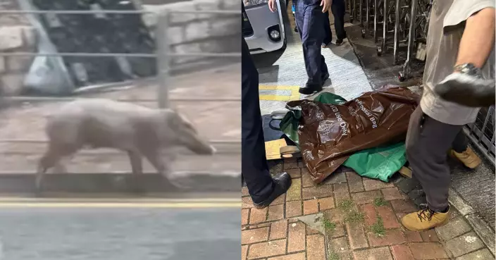 野豬港鐵烏溪沙站出沒事件至少5人傷 小豬終中麻醉槍入袋帶走