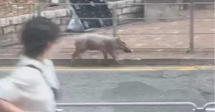 烏溪沙附近野豬出沒5人傷事件 漁護署將小豬捕捉作「人道處理」