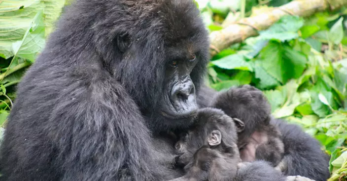 剛果國家公園喜迎大猩猩雙胞胎　存活率低園方審慎守護不命名