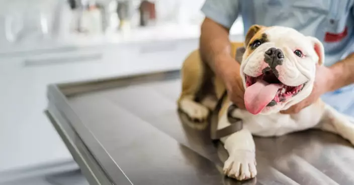 日本寵物經濟旺盛　獸醫診所卻接連執笠　競爭加劇與成本攀升成主因