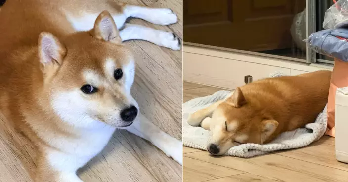 將軍澳百厭柴犬走失誤跟入屋 零養寵經驗港女曬相慌張求救 網笑：人比狗焦慮