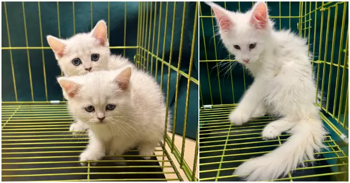 海關羅湖管制站截查53歲抵港男旅客 背包內檢3隻非法進口貓