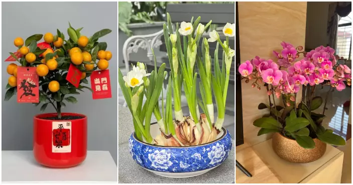 揀啱年花開好運  年花選購禁忌話你知