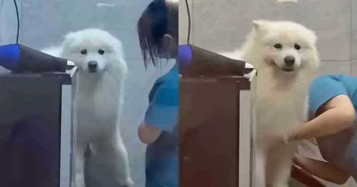 有片！西摩犬美容後尋主心切 一見到主人即露「招牌笑容」