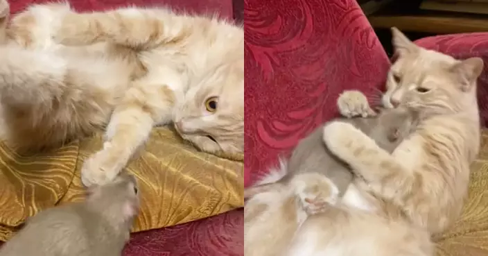 貓和老鼠成「室友」互梳毛髮 溫馨日常如真實版童話故事