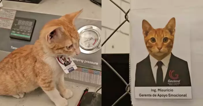 最萌經理！流浪橘貓空降做「情緒支援主管」網笑：摸牠算職場騷擾嗎？