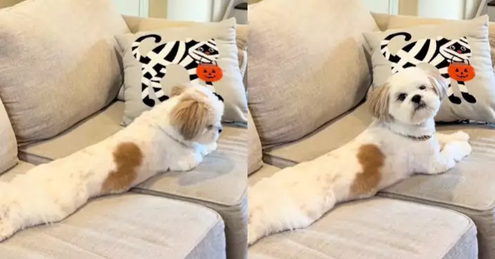 西施犬選擇性失聰躺梳化「裝聾作啞」聽1詞瞬間甦醒 飼主哭笑不得