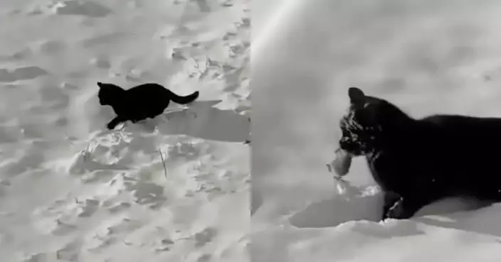 愛貓雪中嬉戲超興奮 飼主興奮錄影細看驚覺：在捕獵？