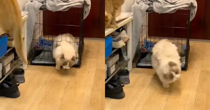 布偶貓施展縮骨神技輕鬆脫逃 橘貓全程呆愣旁觀：同樣是貓點解差咁多？