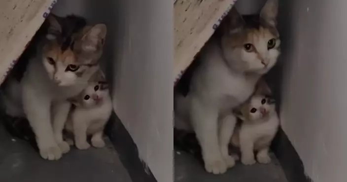 流浪三花母貓緊護「餅印幼崽」阻路人收養 網民秒懂：這隻是自留款