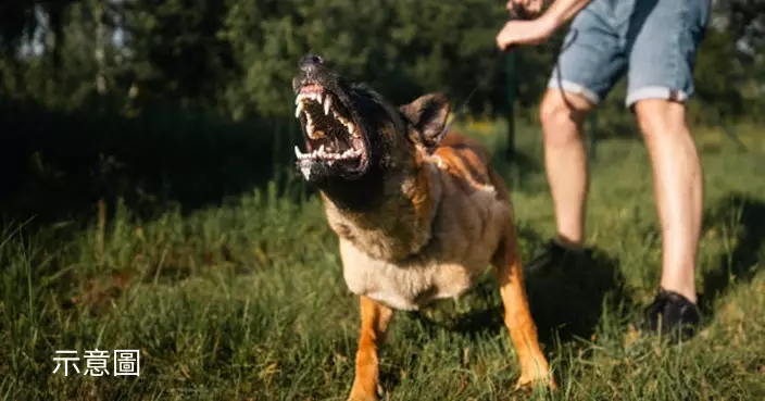 巴西男返工途中被狗咬 袋中新手機突爆炸嚇退惡犬意外保命