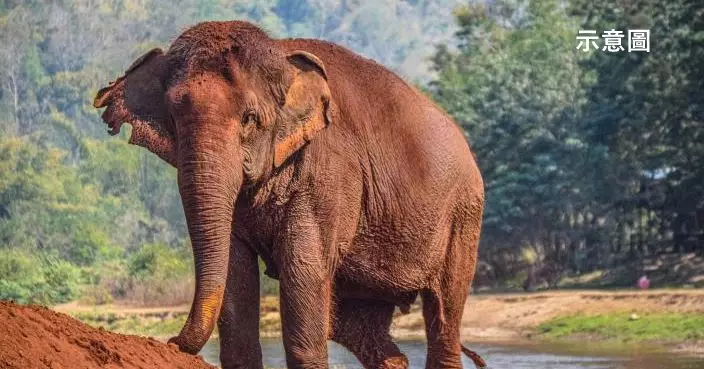 清晨散步遇襲 泰男遭發情公象捲起重摔踩死 妻子驚恐目睹全程